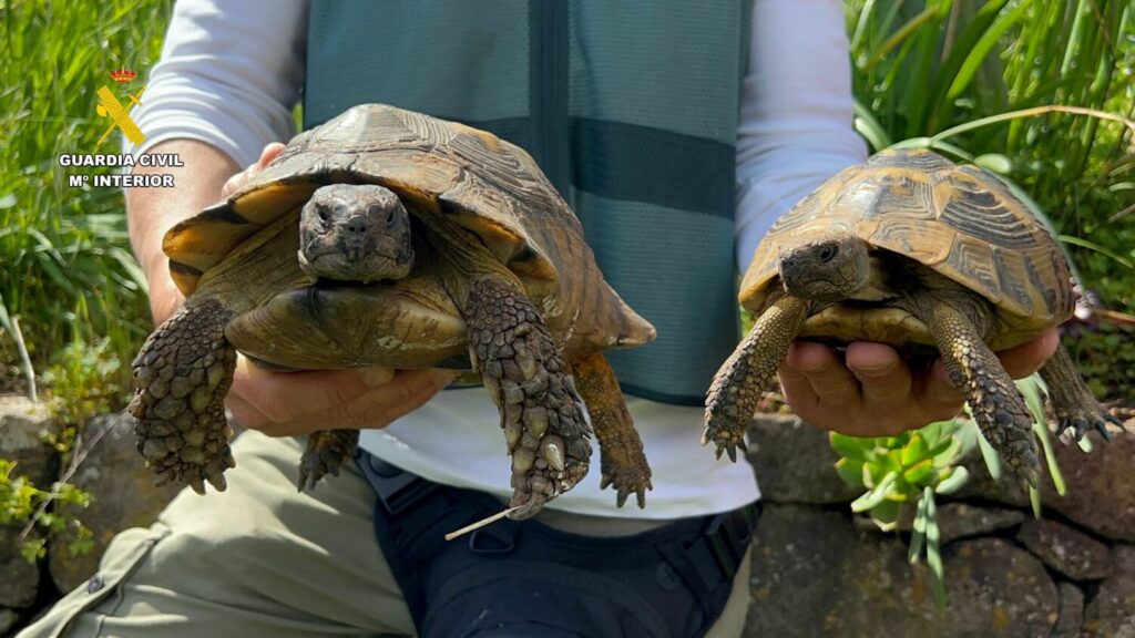 Incautadas 65 tortugas protegidas en una finca de Gran Canaria