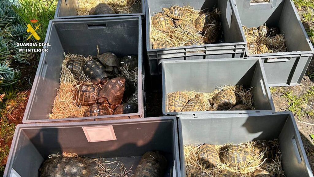 Incautadas 65 tortugas protegidas en una finca de Gran Canaria