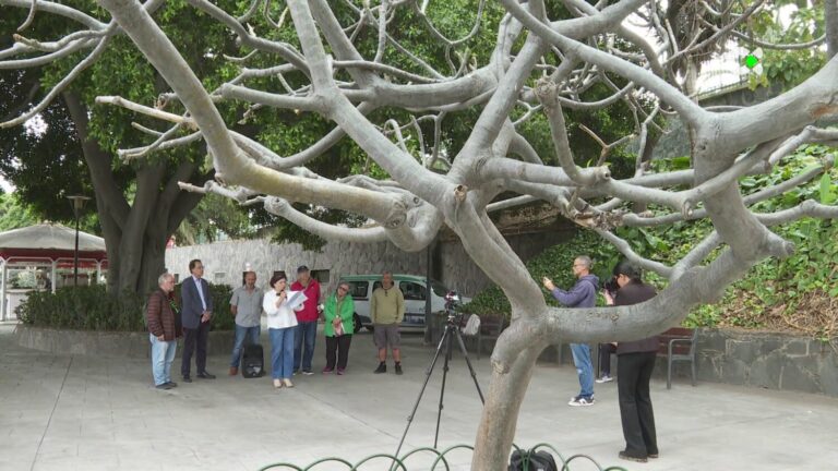 Nace en Gran Canaria la Mesa del Árbol Urbano