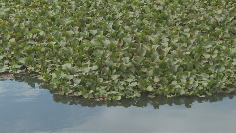 Lirios de agua para depurar aguas residuales en Fuerteventura