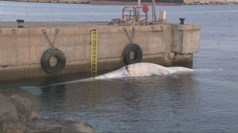 Localizan muerto un ejemplar de ballena en alta mar y lo trasladan al puerto de Las Palmas