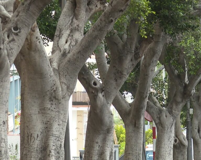 Santa Cruz de Tenerife tiene más de 400.000 árboles