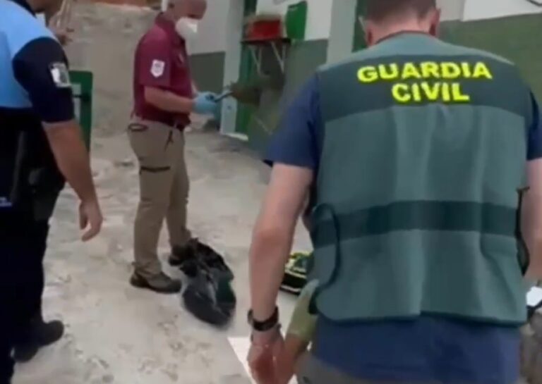 Intervienen en Tenerife 14.000 plantas ilegales de aguacates