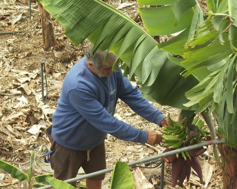 Los agricultores de La Gomera se recuperan en parte de la sequía con las lluvias del pasado mes de abril y ven con esperanzas el verano