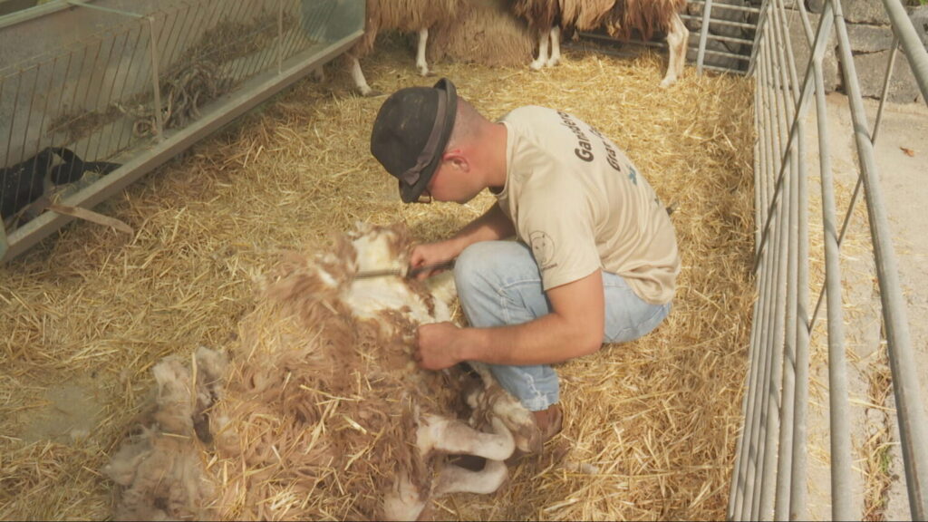 Arranca la Feria de Ganado de Gran Canaria. RTVC. 