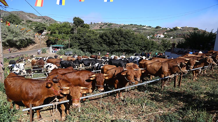 Durante esta jornada se han concentrado más de 1.200 cabezas de ganado, talleres de gofio o de lana y una gran variedad de gastronomía y productos locales