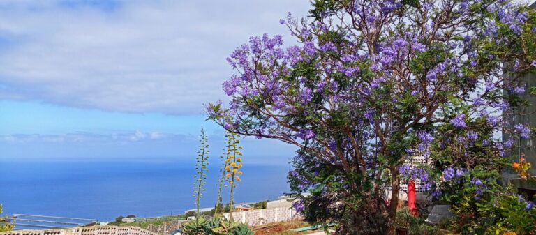 ¿Qué tiempo habrá el Día de Canarias?