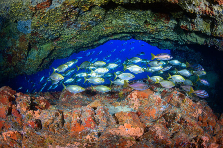 ‘La Alpispa’ se suma al debate global sobre las áreas marinas protegidas de Canarias