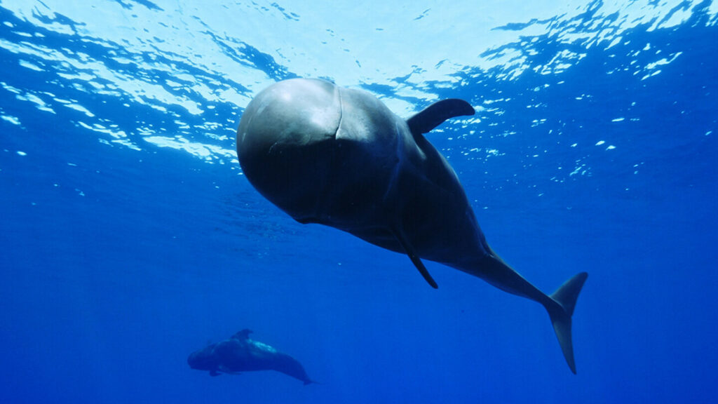 ‘Nika, el calderón tropical’ (Kinema Producciones). Imagen de la página web oficial del festival