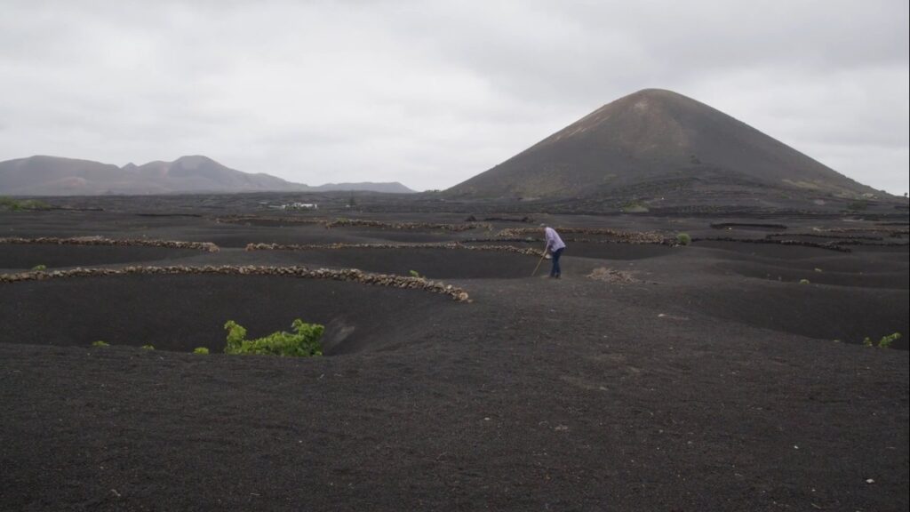 Fotograma del documental / Imagen de La Geria, Lanzarote / Un documental de Jenifer Castañeda sobre la viticultura en Canarias, una de las pocas regiones libres de filoxera.