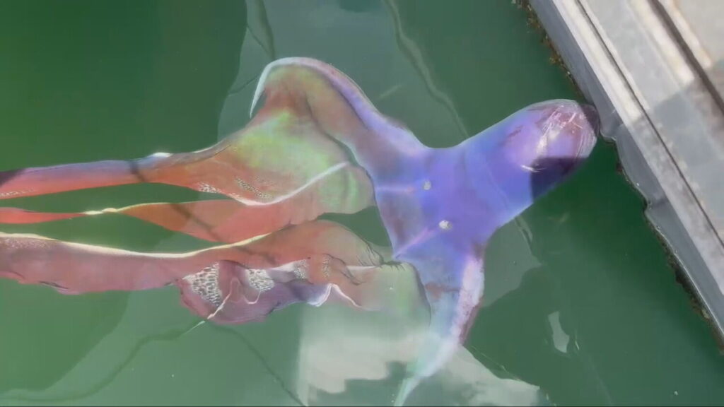 Pulpo manta avistado en el Muelle Deportivo de Las Palmas de Gran Canaria