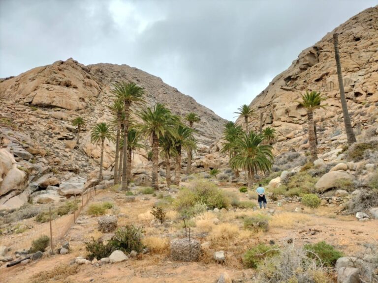 Fuerteventura inicia un estudio sobre la situación de la palmera canaria
