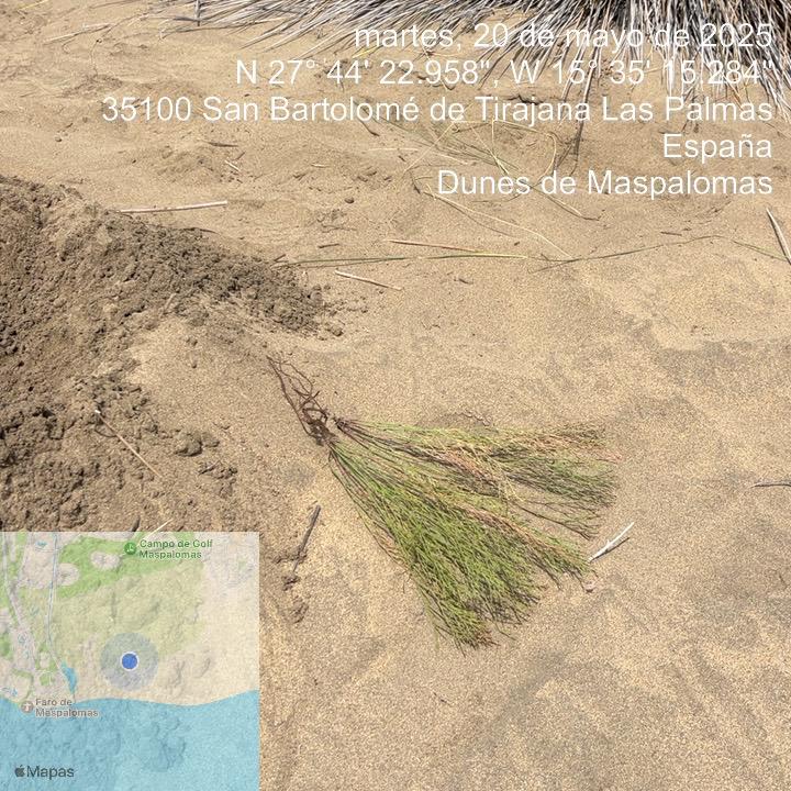 Destruyen parte del vallado de la Reserva Natural de las Dunas de Maspalomas. Plantas arrancadas en la zona donde se prohíbe transitar en la Reserva Natural de las Dunas de Maspalomas/ Imagen del Cabildo de Gran Canaria.