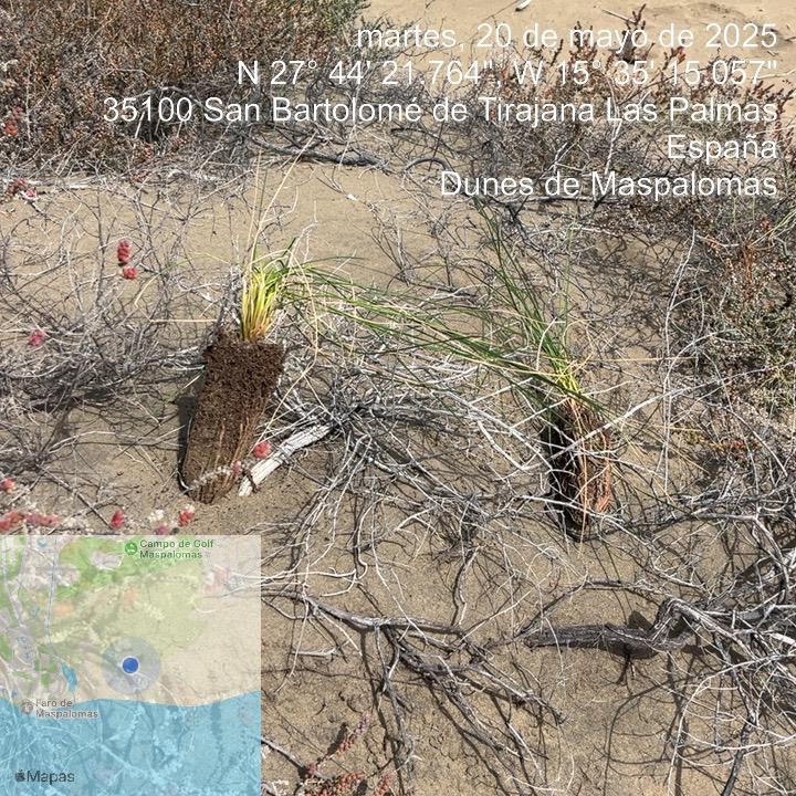 Plantas arrancadas en la zona donde se prohíbe transitar en la Reserva Natural de las Dunas de Maspalomas/ Imagen del Cabildo de Gran Canaria.