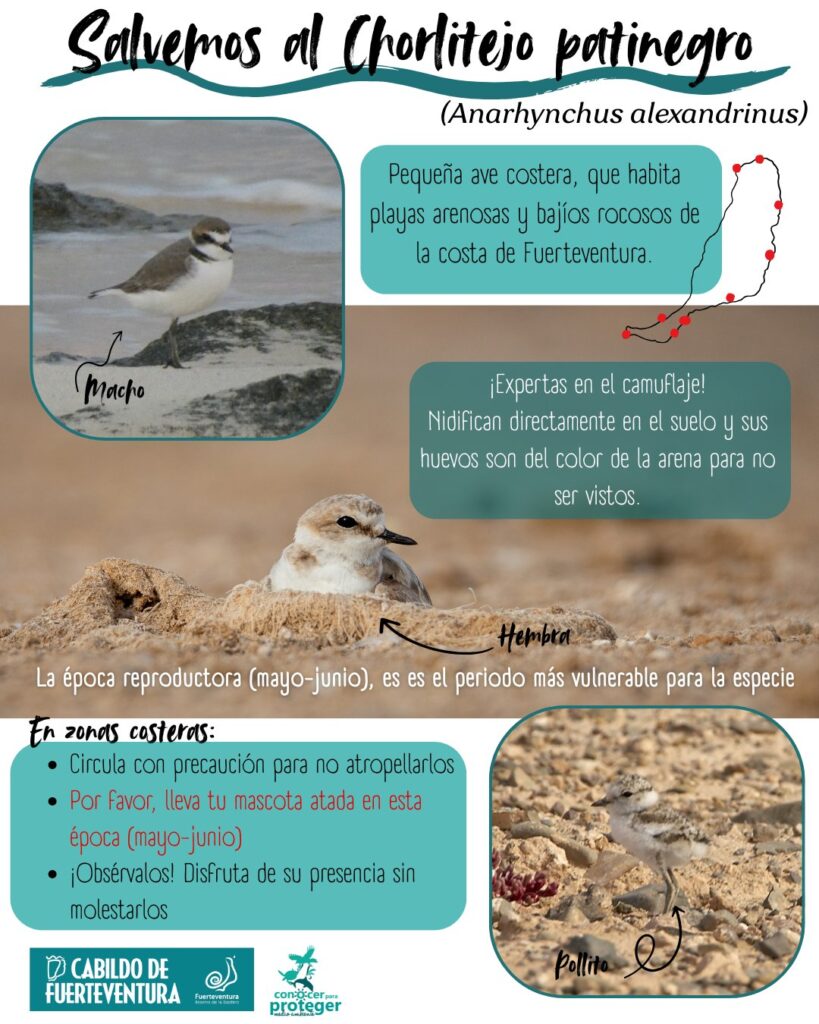 Llega la época reproductora del Chorlitejo negro: consejos para su protección