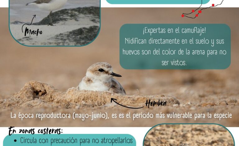 Llega la época reproductora del Chorlitejo negro: consejos para su protección