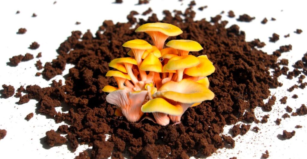 Producción de setas en posos de café