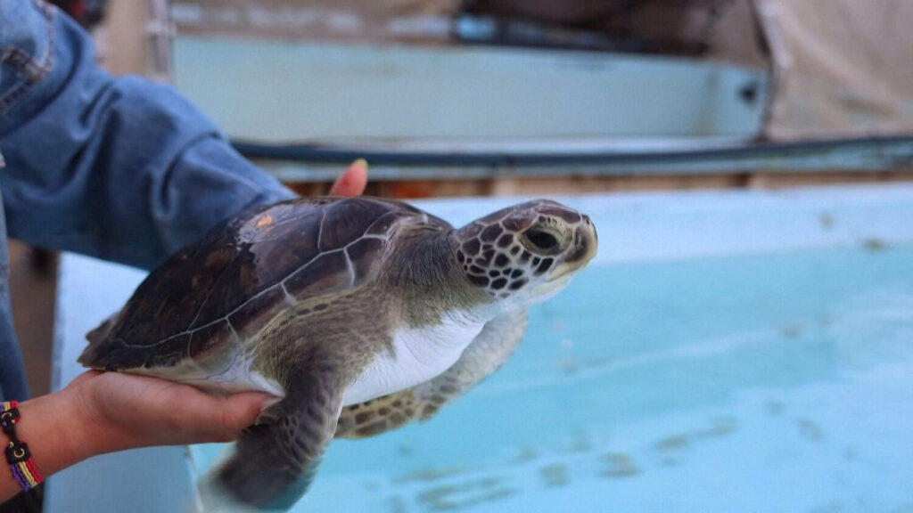 La tortuga verde, que fue rescatada en Irlanda, ha viajado en avión hasta Melenara, Gran Canaria para recuperar su libertad.