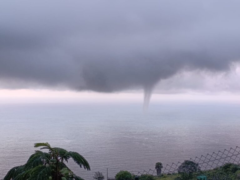 Mangas marinas en Tenerife