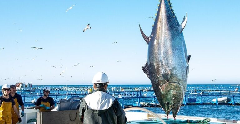 La Restinga (El Hierro) celebra el primer Festival del Atún Rojo este fin de semana