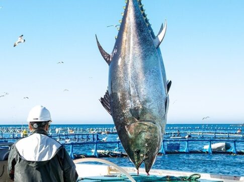 El sector pesquero canario pide al Estado un cambio en las cuotas del atún rojo para evitar más pérdidas