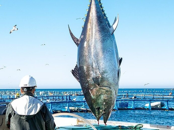 La Restinga (El Hierro) celebra el primer Festival del Atún Rojo este fin de semana