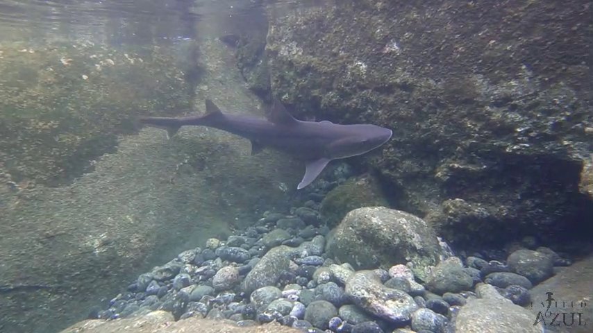 El cazón atrapado en una piscina natural de El Altillo logra salir a mar abierto