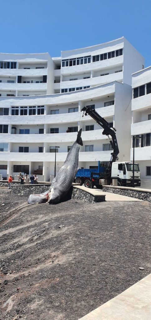 Aparece varado un cachalote de grandes dimensiones en Fasnia