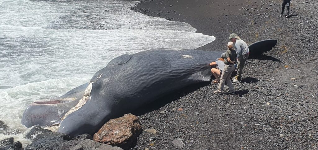Aparece varado un cachalote de grandes dimensiones en Fasnia