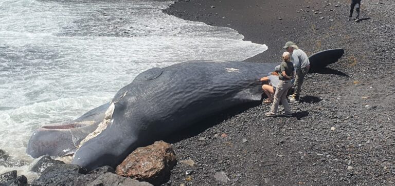 Localizan varado un cachalote de grandes dimensiones en Fasnia
