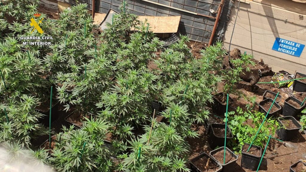 Detenido por cultivar 160 plantas de marihuana en Gran Canaria