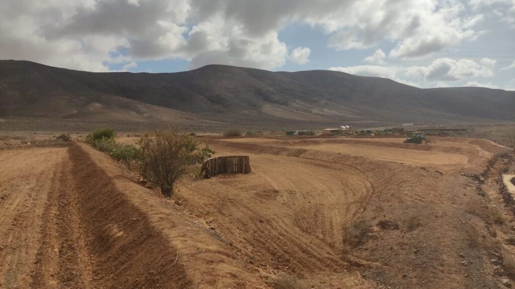 El Cabildo de Fuerteventura interviene en las gavias de la isla para su recuperación