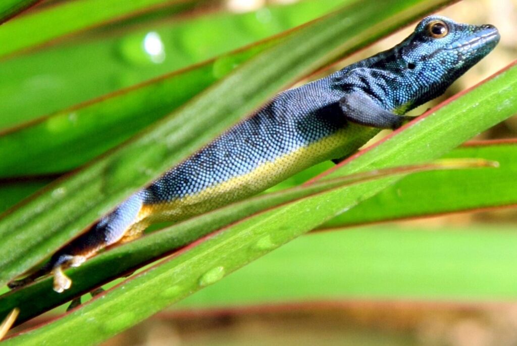 Descubren una nueva especie de reptil en el sur de China