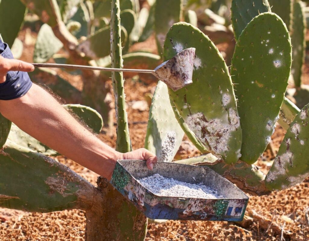 Recolección de la cochinilla. Imagen de recurso holacanarias.com