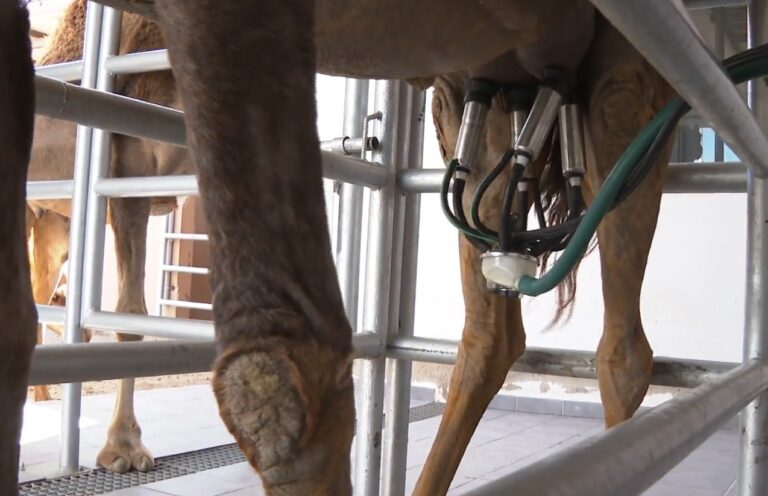 La leche de camella es el ingrediente estrella de ‘Aulaga Majorera’