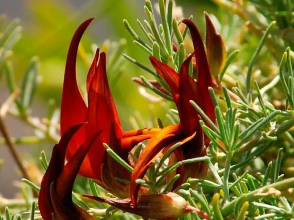 Entre la posibles causas de la muerte de mencionado endemismo, cabe destacar el cambio climático y la sequía