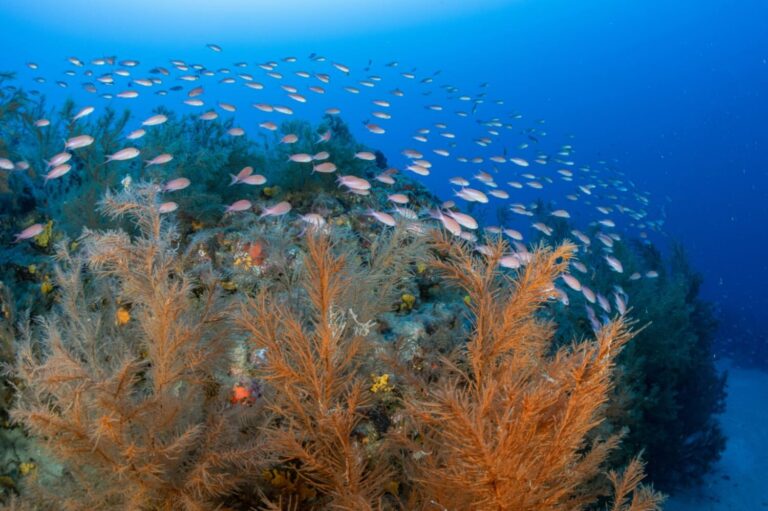 Transición trabaja en el mapeo de los ecosistemas marinos poco explorados de Canarias