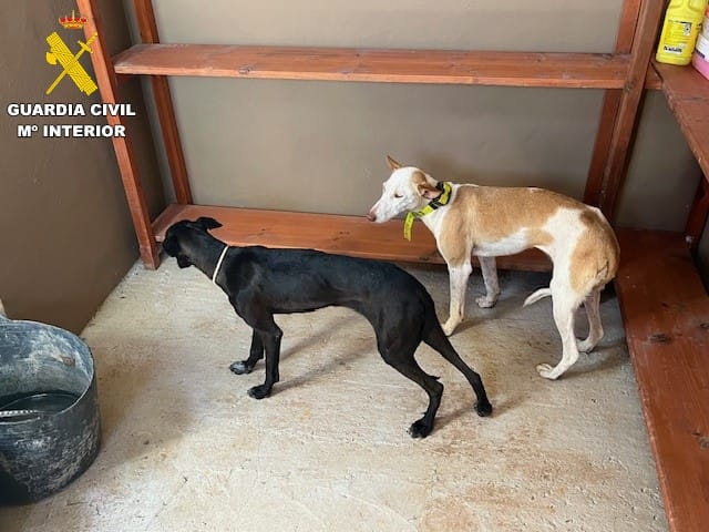 Caza furtiva. Los dos perros podencos localizados por el Seprona. Imagen Guardia Civil