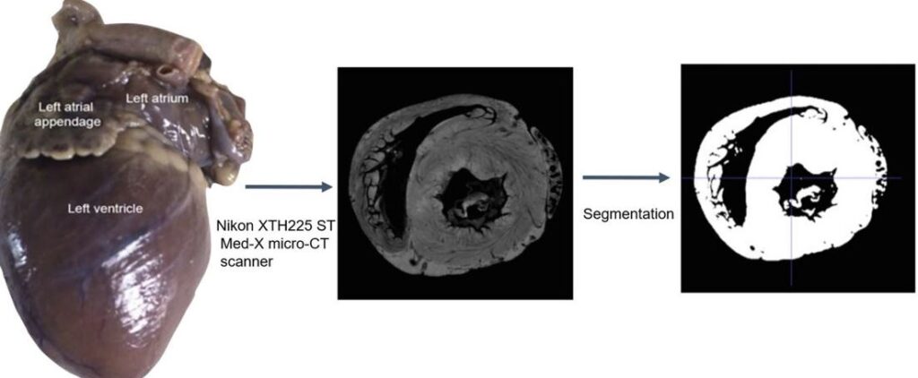 Desarrollan las primeras reconstrucciones en 3D de corazones de animales