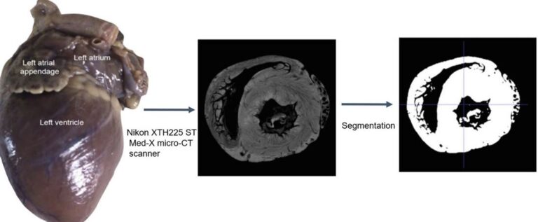 Desarrollan las primeras reconstrucciones en 3D de corazones de animales