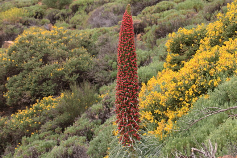 La afluencia de visitantes en el Teide peligra la conservación del tajinaste rojo