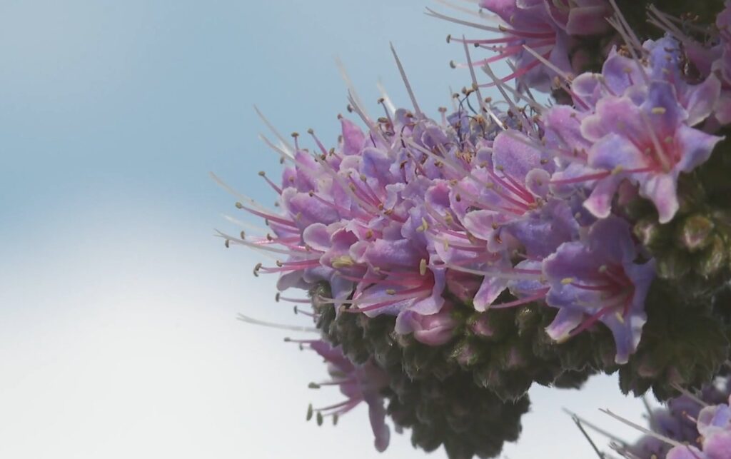 El tajinaste viste de rosa el Roque de Los Muchachos