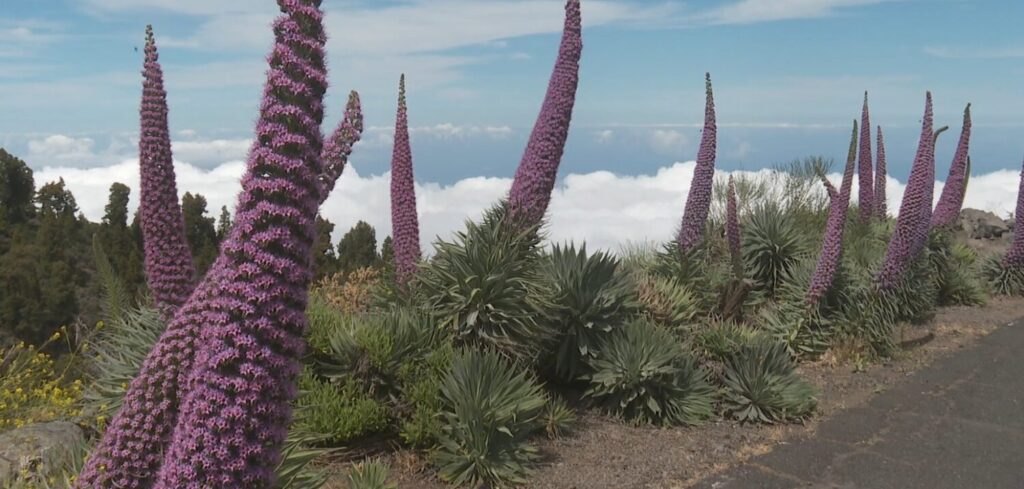El tajinaste viste de rosa el Roque de Los Muchachos