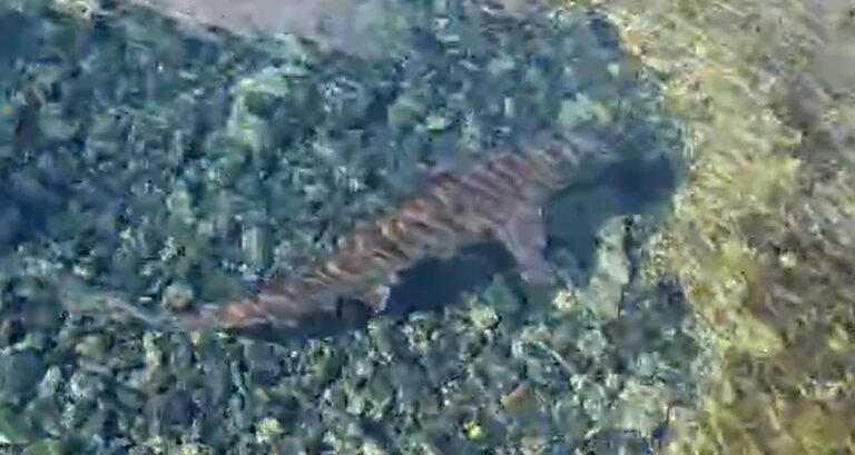 Detectan un tiburón en las piscinas naturales de El Altillo, Moya