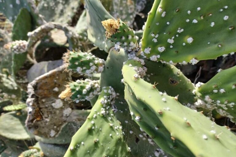 Las tuneras de las islas, bajo la amenaza de la nueva cochinilla