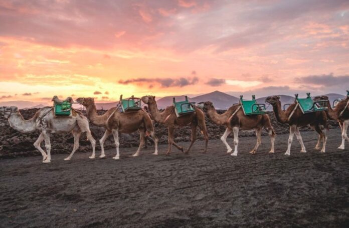 Camellos Timanfaya