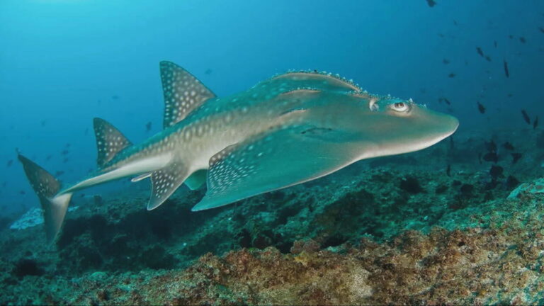 Aumenta en Canarias el número de especies en peligro de extinción