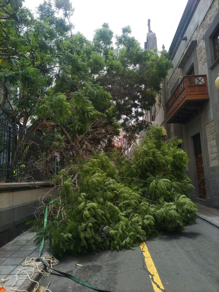 Cierran temporalmente la calle Perdomo en la capital grancanaria por la caída de las ramas de un árbol situado en el Palacete Quegles
