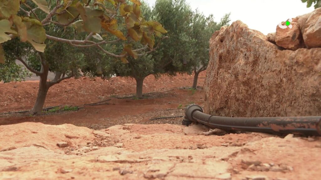 El Cabildo de Fuerteventura impulsa la recuperación de las gavias