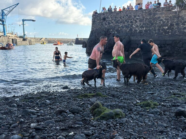 Baño de cabras en el mar en el Puerto de la Cruz cumpliendo con la tradición